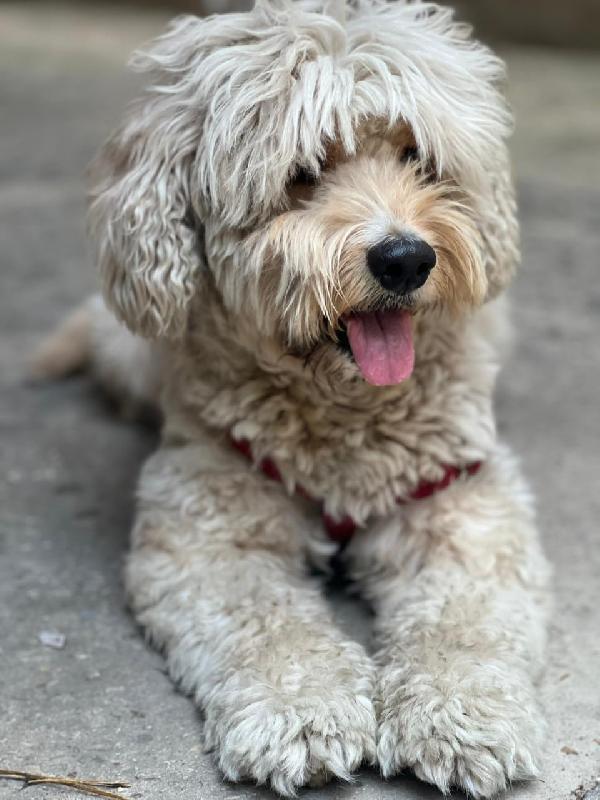 Fluffy, Una Barbonicino Tutto Arruffato Da Adottare